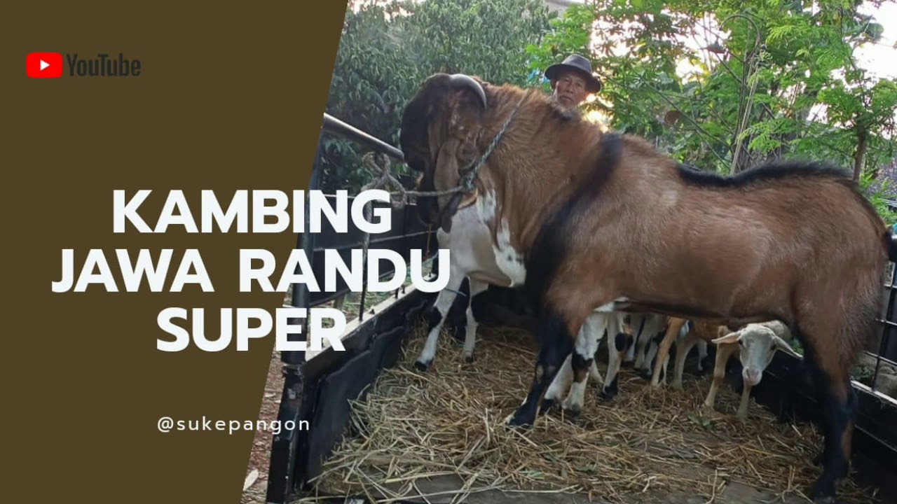 Detail Gambar Kambing Jawa Randu Nomer 13