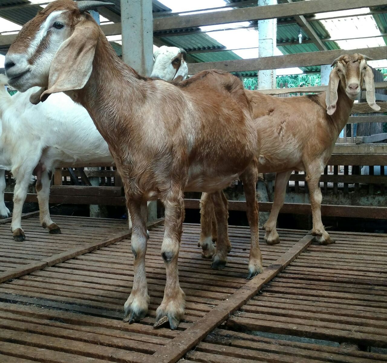 Detail Gambar Kambing Jawa Randu Nomer 19