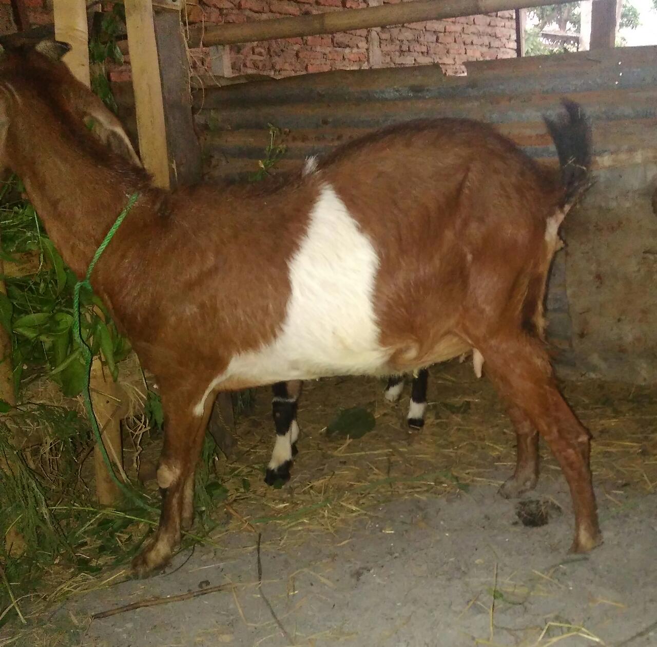 Detail Gambar Kambing Jawa Randu Nomer 26