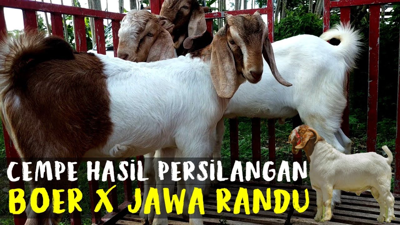 Detail Gambar Kambing Jawa Randu Nomer 55