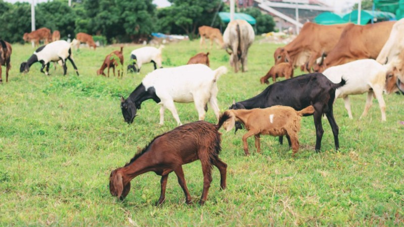 Detail Gambar Kambing Kuda Dan Gajah Nomer 46