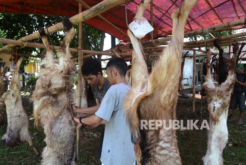 Detail Gambar Kambing Kurban Nomer 35