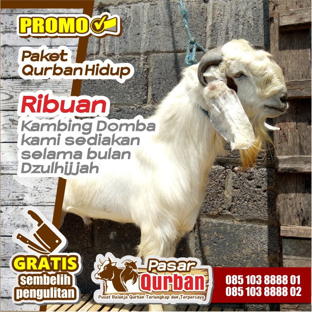 Detail Gambar Kambing Kurban Nomer 36