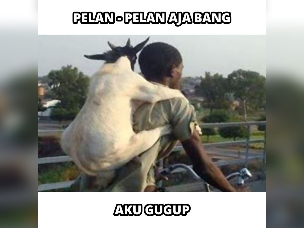 Detail Gambar Kambing Kurban Lucu Nomer 8