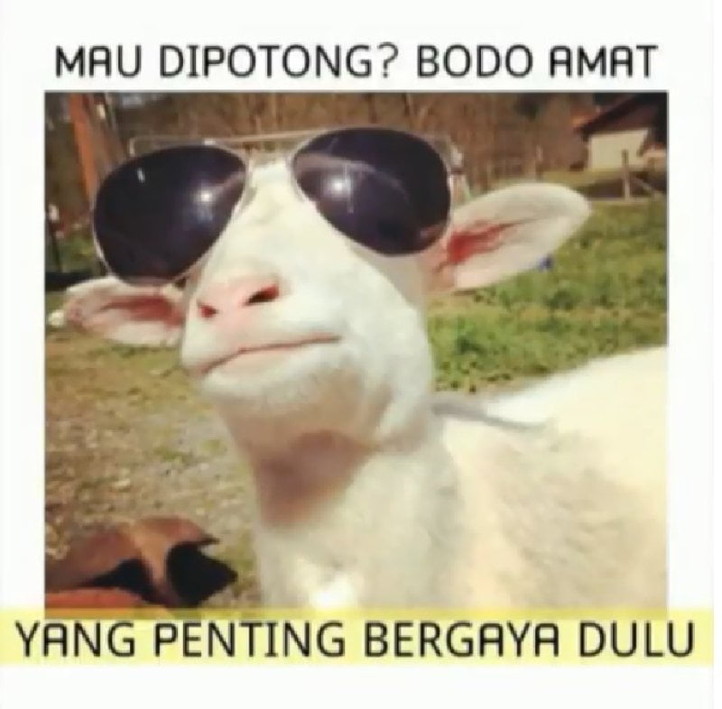 Detail Gambar Kambing Kurban Lucu Nomer 10