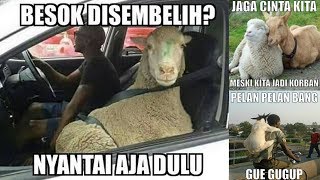 Detail Gambar Kambing Kurban Lucu Nomer 13