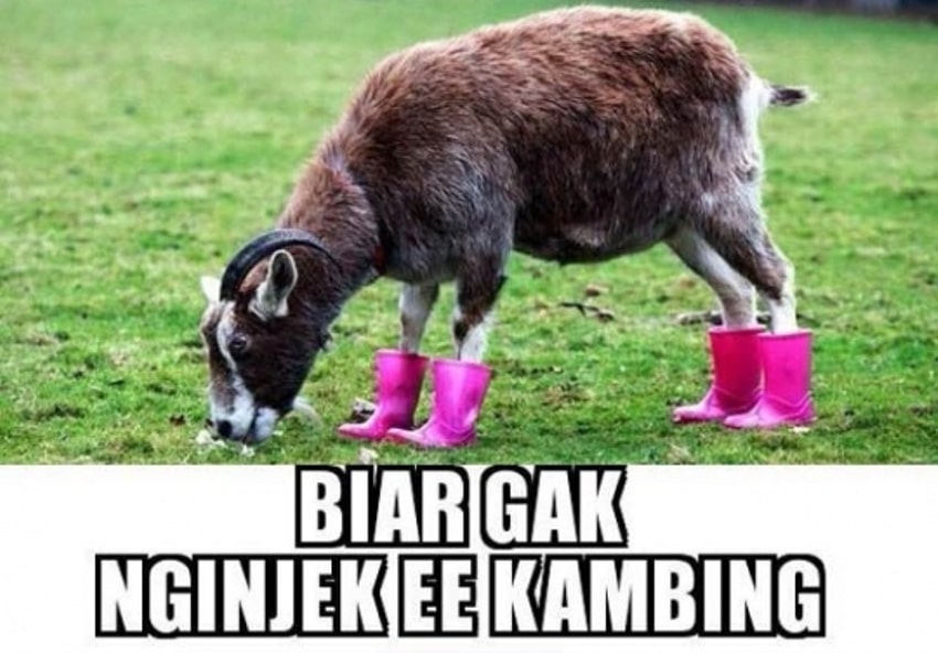 Detail Gambar Kambing Kurban Lucu Nomer 15