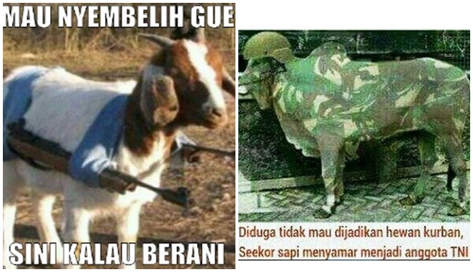 Detail Gambar Kambing Kurban Lucu Nomer 16