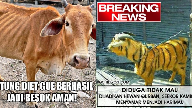 Detail Gambar Kambing Kurban Lucu Nomer 29