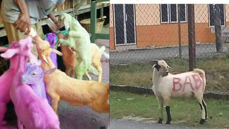 Detail Gambar Kambing Kurban Lucu Nomer 31