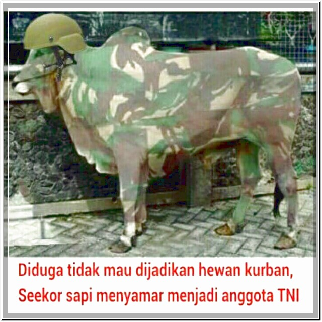 Detail Gambar Kambing Kurban Lucu Nomer 36