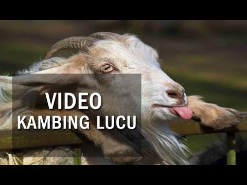 Detail Gambar Kambing Kurban Lucu Nomer 40