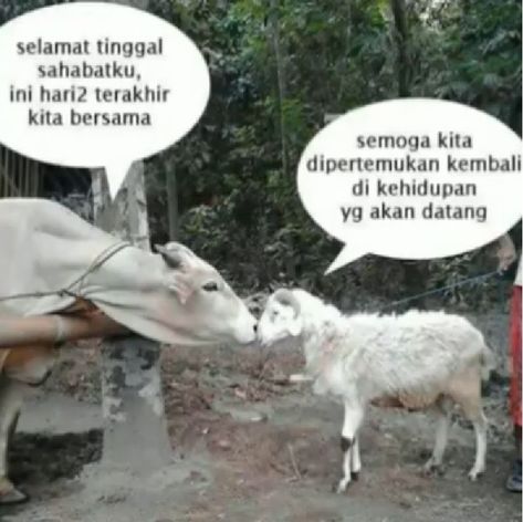 Detail Gambar Kambing Kurban Lucu Nomer 4