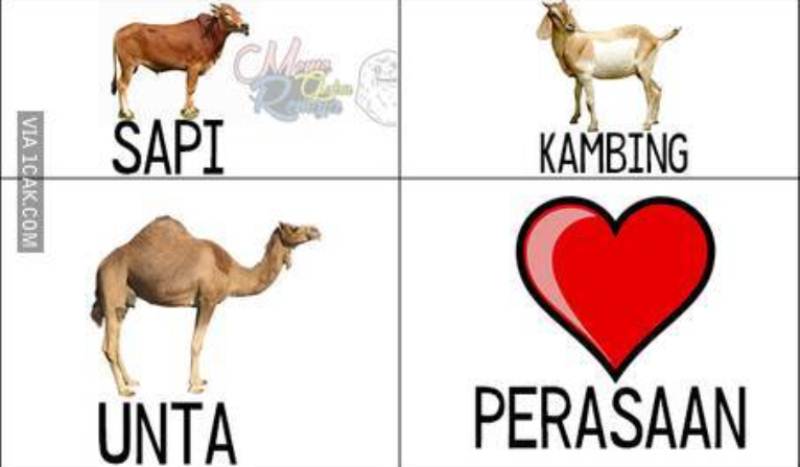 Detail Gambar Kambing Kurban Lucu Nomer 45