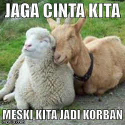 Detail Gambar Kambing Kurban Lucu Nomer 5