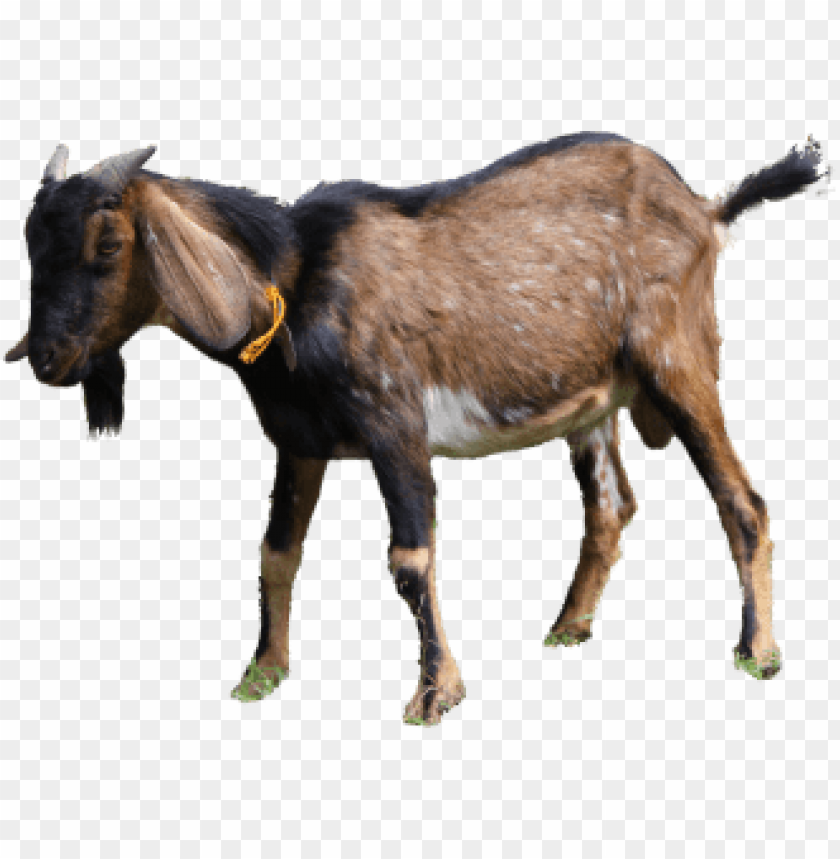 Gambar Kambing Kurban Png - KibrisPDR