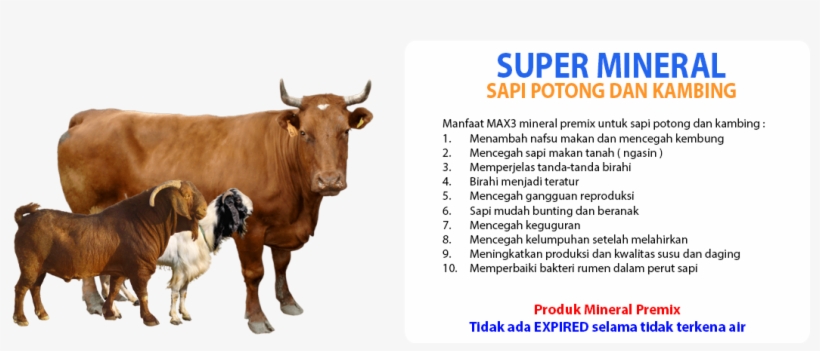 Detail Gambar Kambing Kurban Png Nomer 45