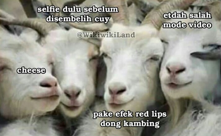 Detail Gambar Kambing Lucu Game Pc Nomer 17