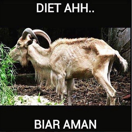 Gambar Kambing Lucu Gokil - KibrisPDR