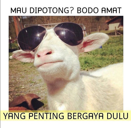 Detail Gambar Kambing Lucu Gokil Nomer 10