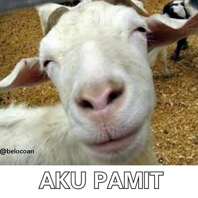 Detail Gambar Kambing Lucu Gokil Nomer 12