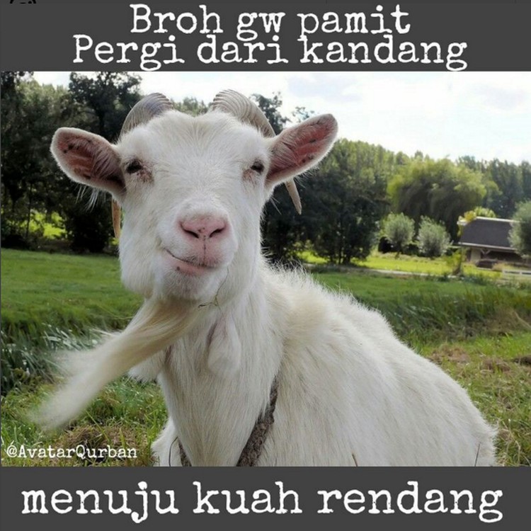 Detail Gambar Kambing Lucu Gokil Nomer 21