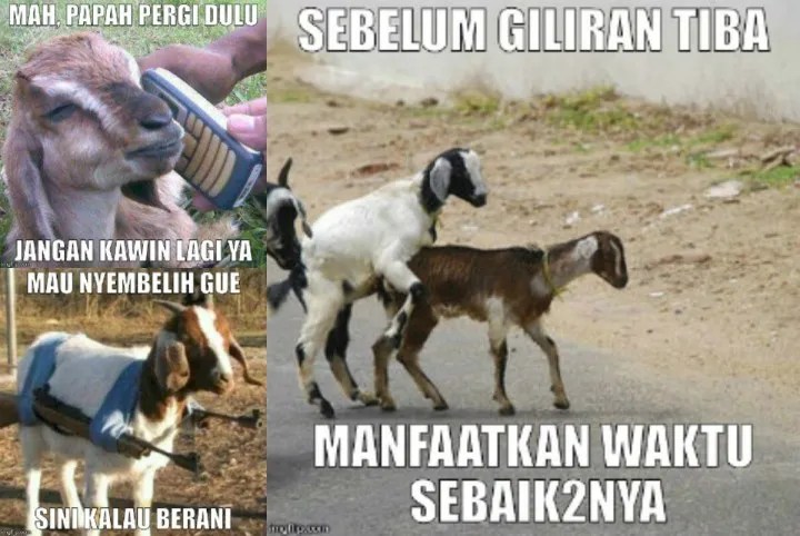 Detail Gambar Kambing Lucu Gokil Nomer 22