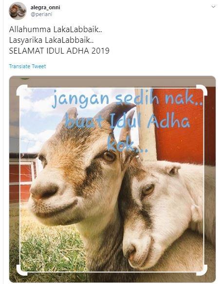 Detail Gambar Kambing Lucu Gokil Nomer 26