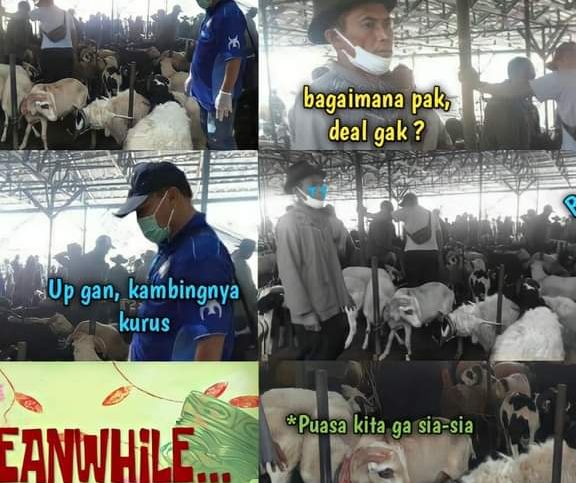 Detail Gambar Kambing Lucu Gokil Nomer 27