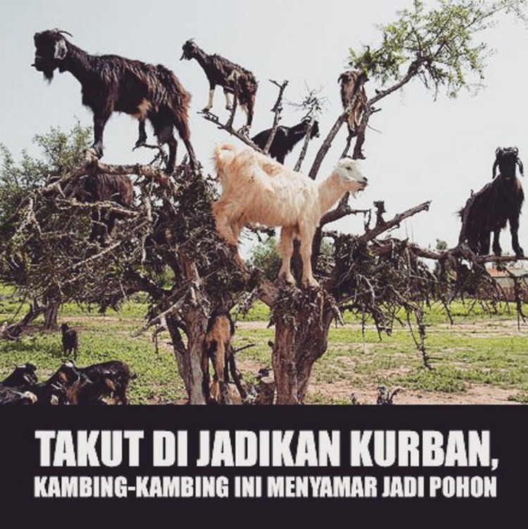 Detail Gambar Kambing Lucu Gokil Nomer 28