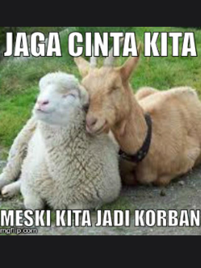 Detail Gambar Kambing Lucu Gokil Nomer 40