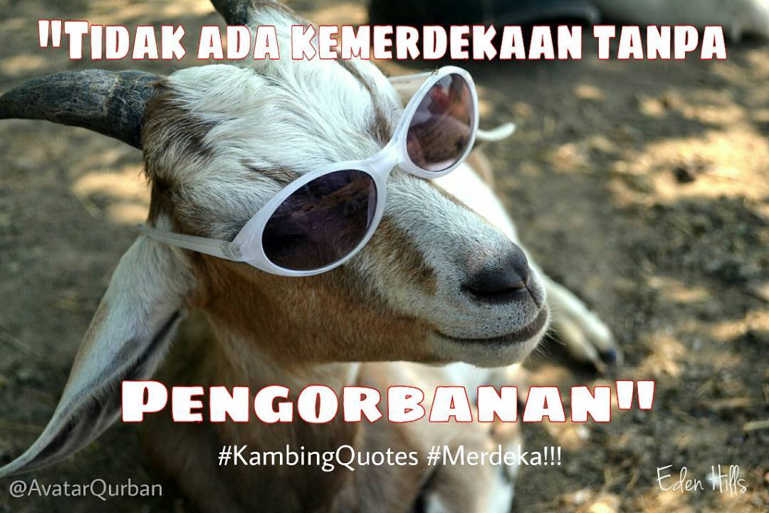 Detail Gambar Kambing Lucu Gokil Nomer 5