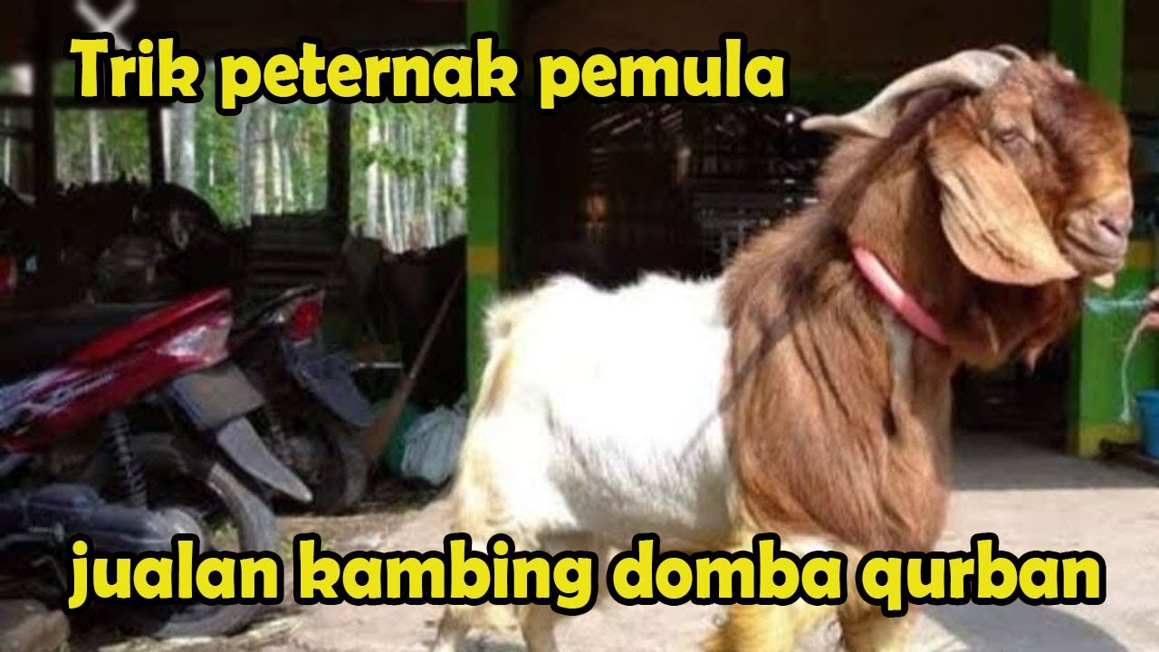 Detail Gambar Kambing Lucu Gokil Nomer 46