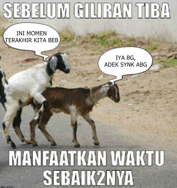 Detail Gambar Kambing Lucu Gokil Nomer 48