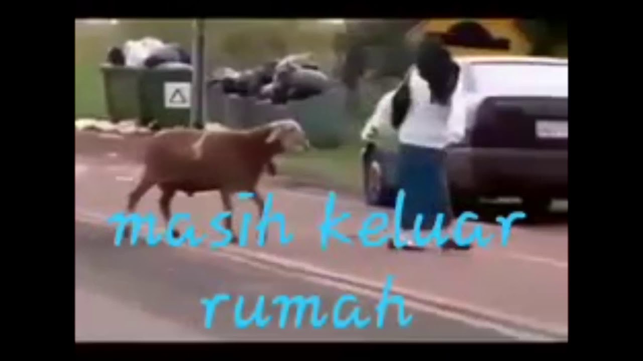 Detail Gambar Kambing Lucu Gokil Nomer 49