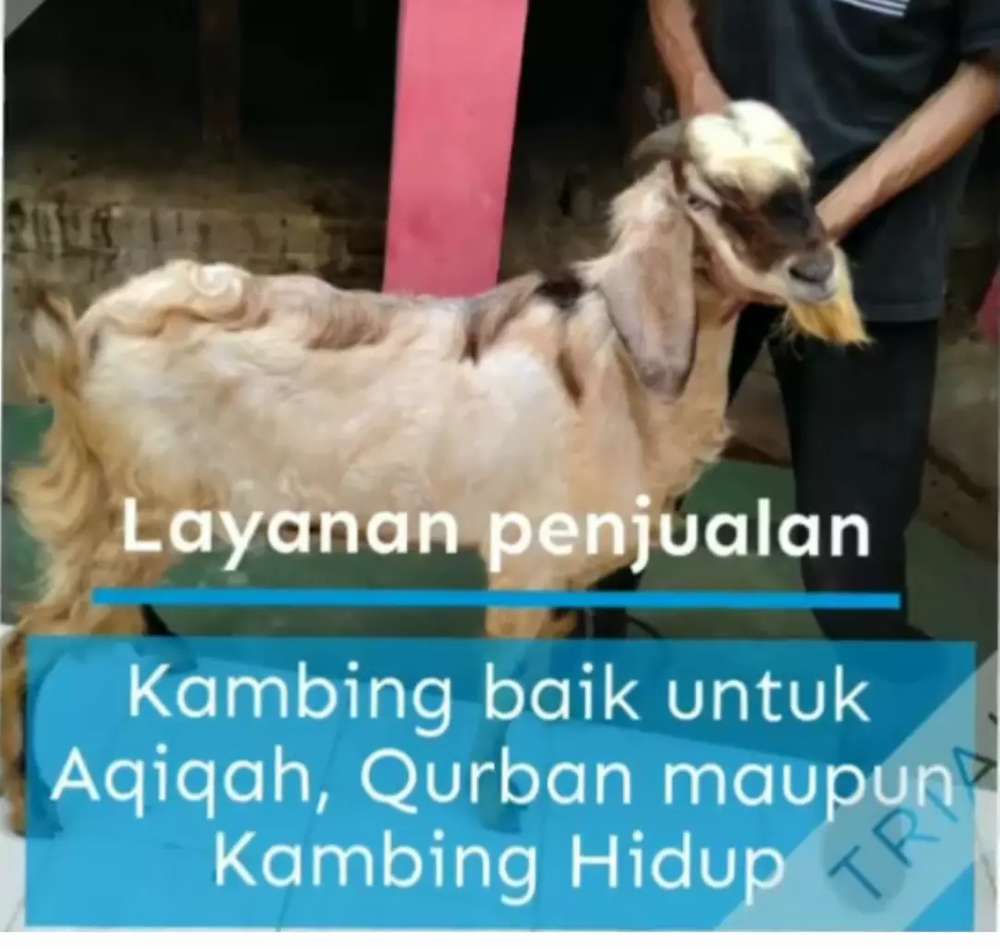 Detail Gambar Kambing Lucu Gokil Nomer 50