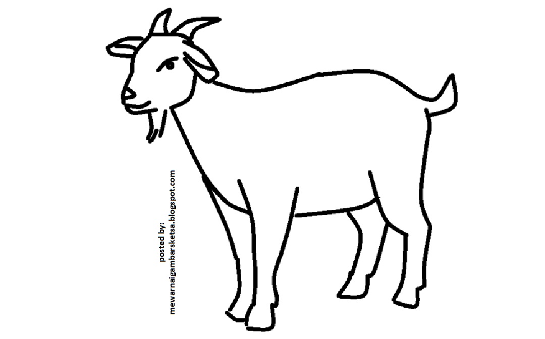 Detail Gambar Kambing Mewarnai Nomer 11