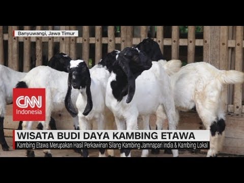 Detail Gambar Kambing Otawa Nomer 42