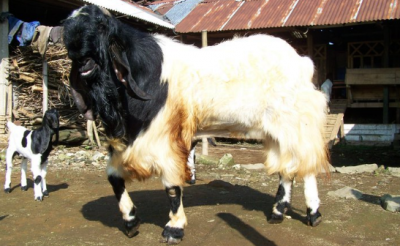 Gambar Kambing Pe - KibrisPDR