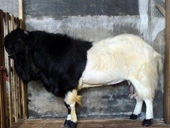 Detail Gambar Kambing Pe Nomer 15