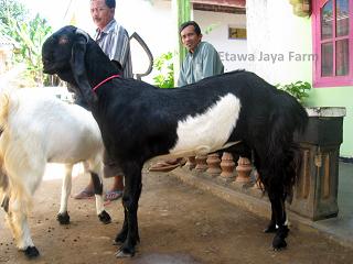 Detail Gambar Kambing Pe Nomer 26