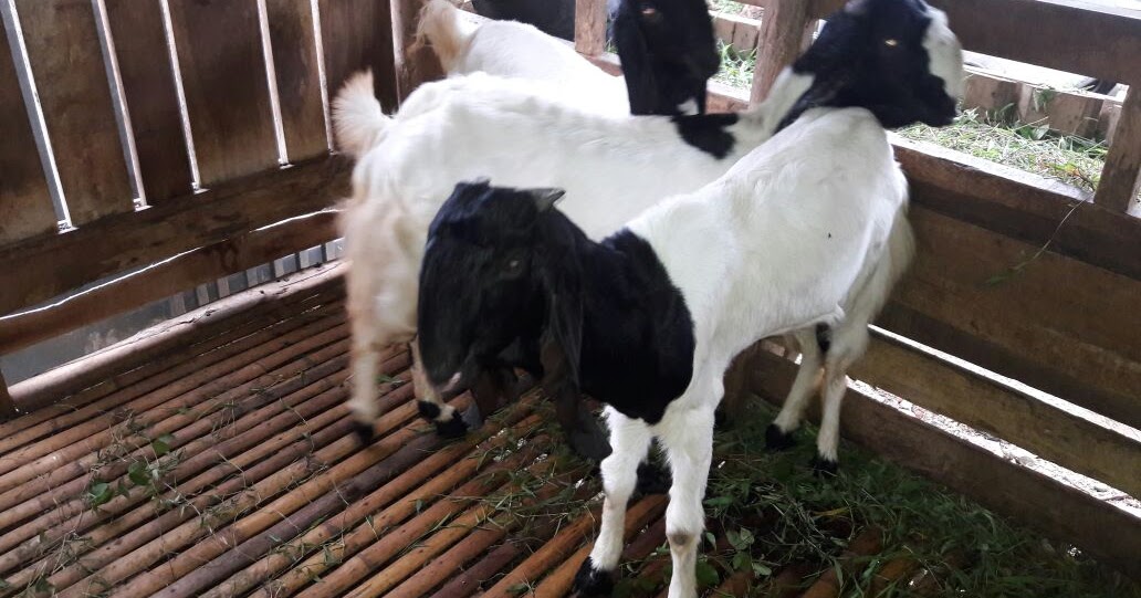 Detail Gambar Kambing Pe Nomer 30