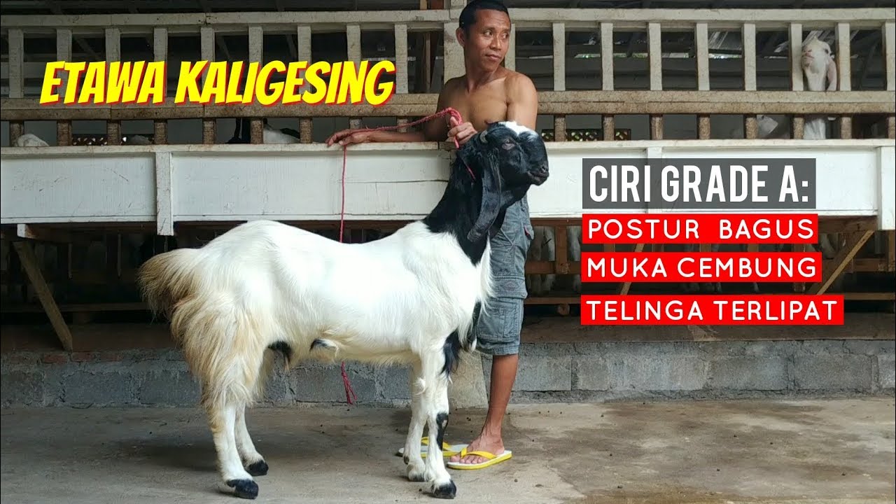 Detail Gambar Kambing Pe Nomer 47