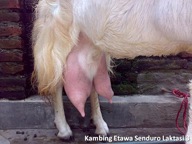 Detail Gambar Kambing Perah Nomer 14