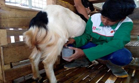 Detail Gambar Kambing Perah Nomer 20