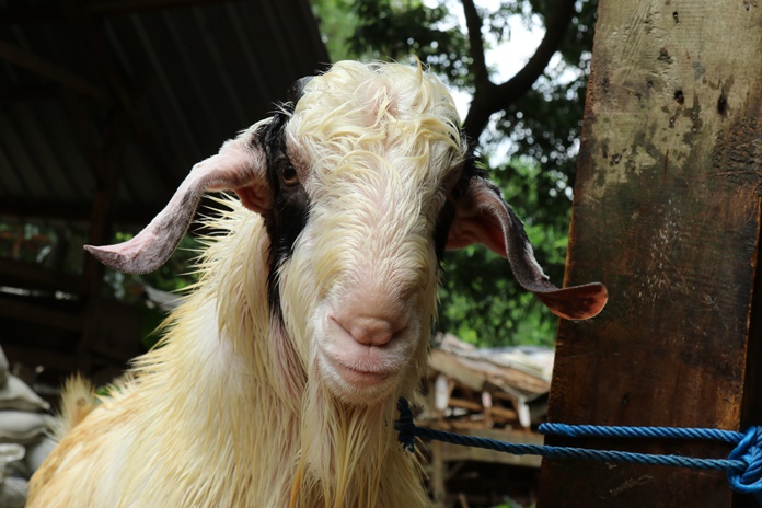 Detail Gambar Kambing Perah Nomer 25