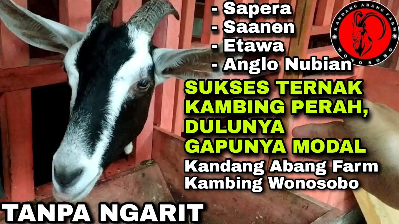 Detail Gambar Kambing Perah Nomer 39