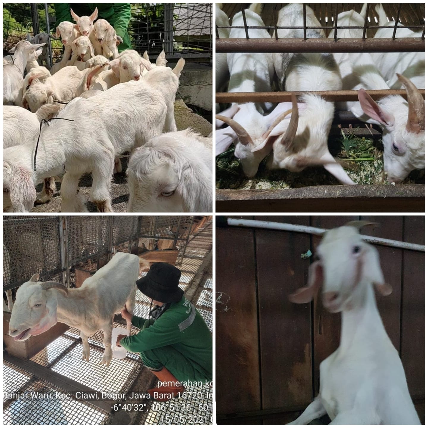 Detail Gambar Kambing Perah Nomer 47