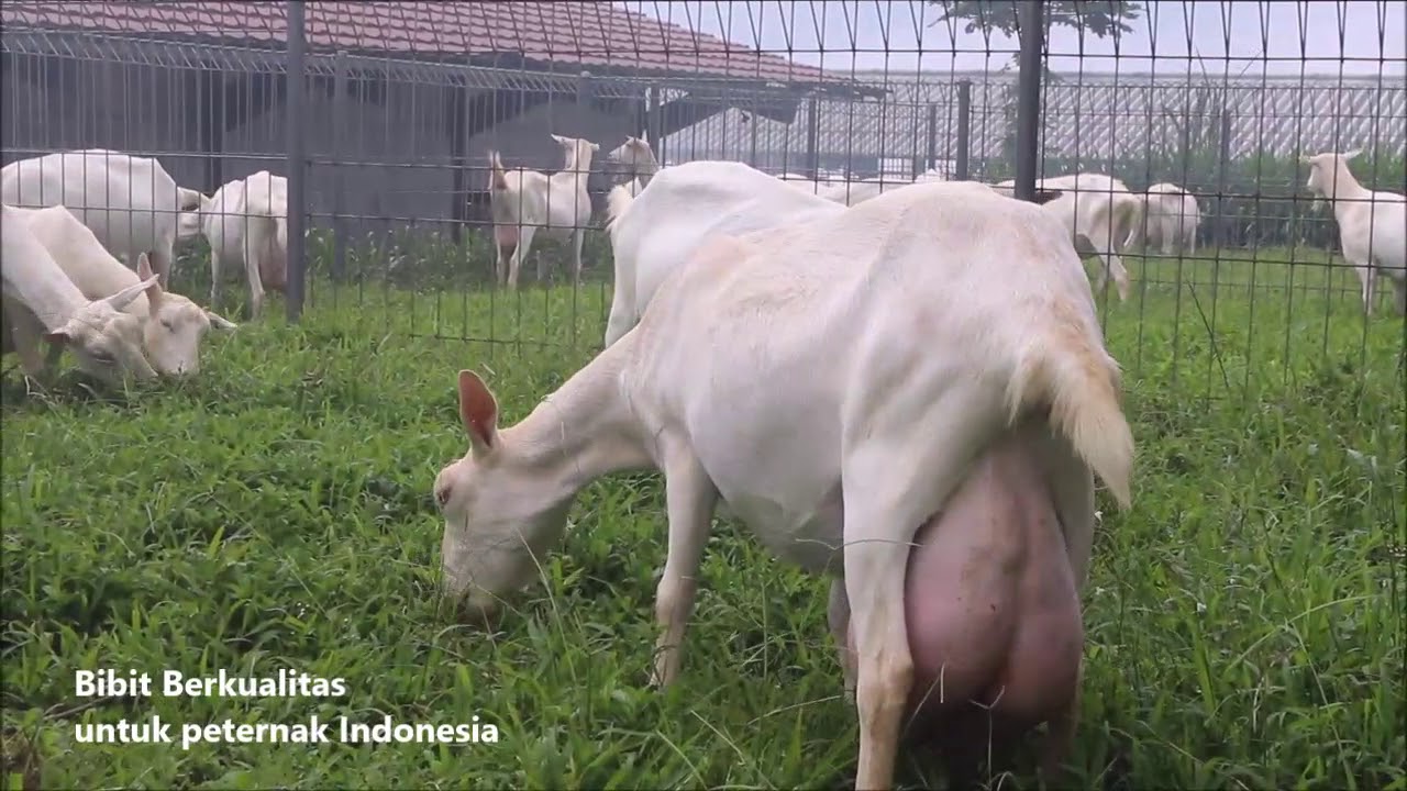 Detail Gambar Kambing Saanen Nomer 46