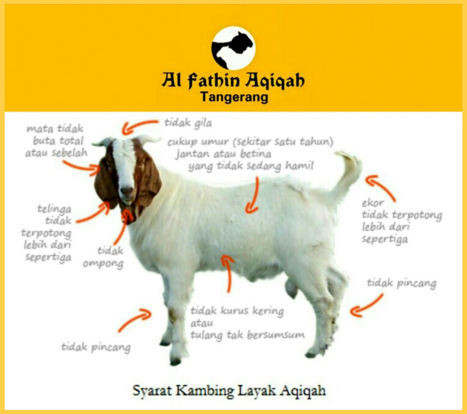 Detail Gambar Kambing Untuk Aqiqah Nomer 12